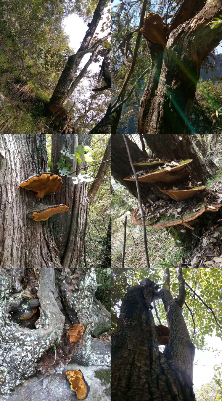 桑树上的桑黄图片