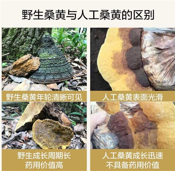 æ¡é»5
