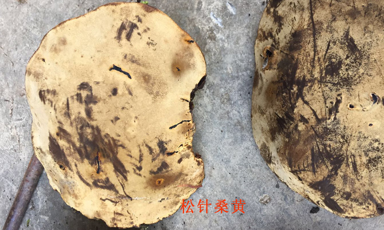 松针桑黄图片 松针桑黄图片