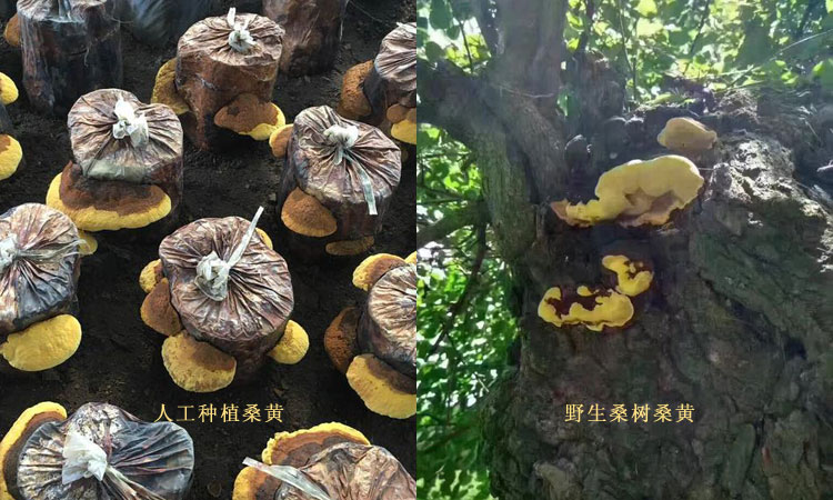 人工种植桑黄和野生桑树桑黄生长环境图片 人工种植桑黄和野生桑树桑黄生长环境图片
