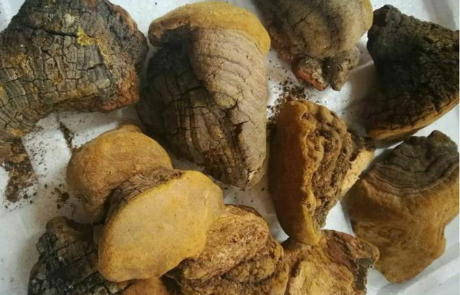 缝裂木层孔菌图片 缝裂木层孔菌图片