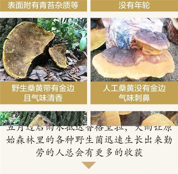 æ¡é»6