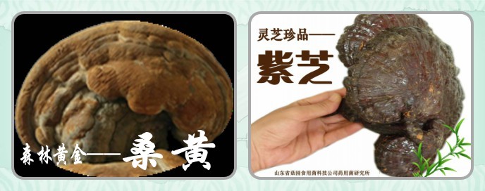 点击打开原图 桑黄灵芝图_conew1
