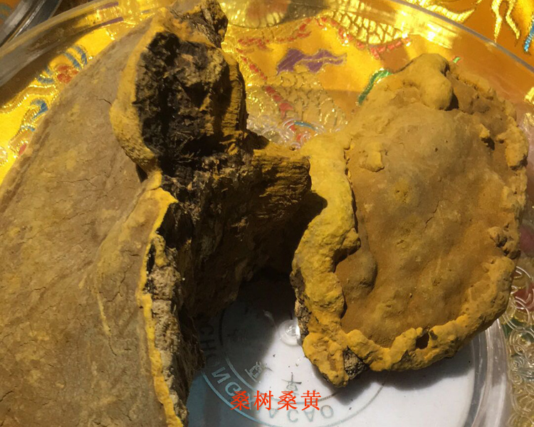 桑树桑黄正面图片 桑树桑黄正面图片