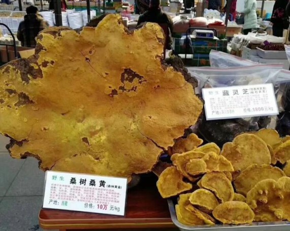 æ¡é»13