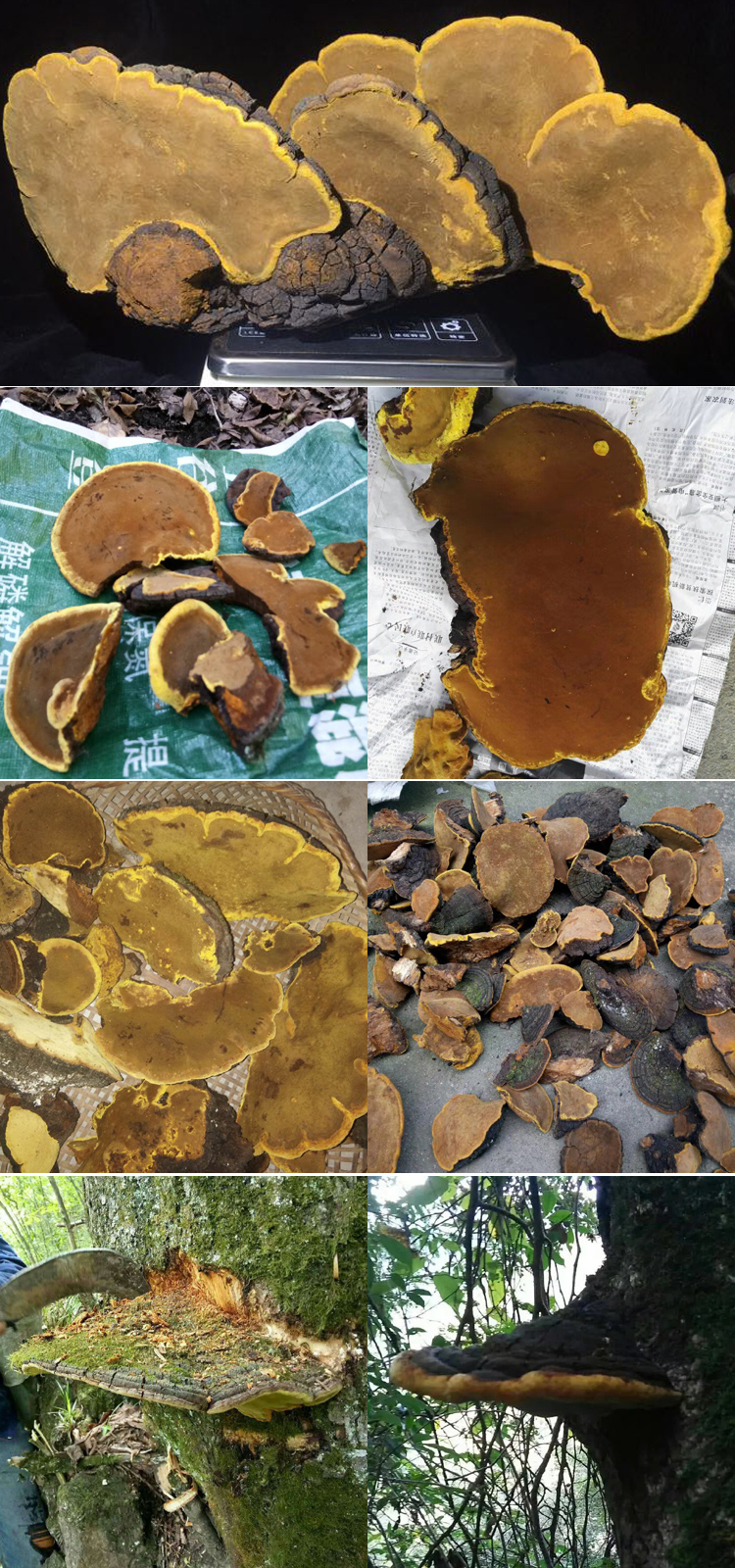 野生桑树桑黄图片