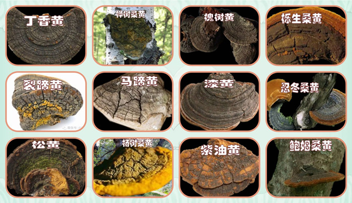 桑黄种类_副本700-405