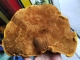 桑黄治肝癌真的有效吗？桑黄配灵芝对肿瘤有治疗作用吗