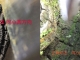 野生桑树桑黄轻松切块切片方法