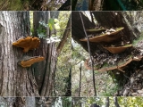 长桑黄的桑树和和蚕桑有什么区别吗？