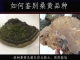 野生桑黄怎么辨别好坏，桑树哪种好，史上最全桑黄品种对照图